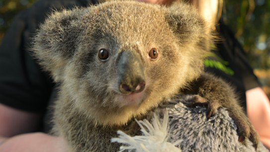 WIRES Volunteer Emma Meadows with Koala joey “Mack” in a eucalyptus plantation in Rosemeadow. 