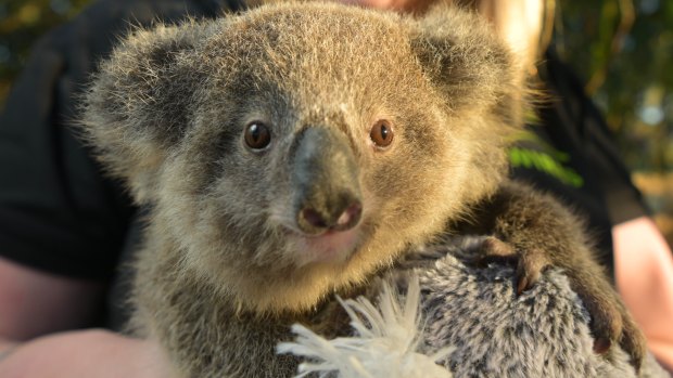 Threats mounting for the last of Sydney’s healthy koala population
