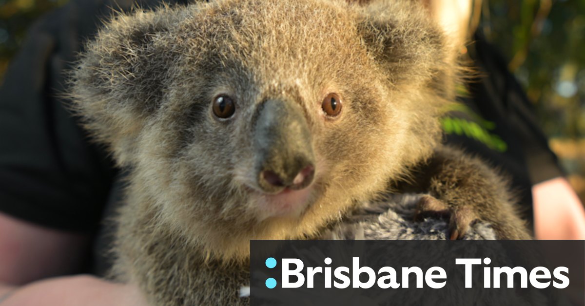 Sydney's healthy koala population dying at alarming rate as housing development, chlamydia creep close to their habitat - Vimarsana News
