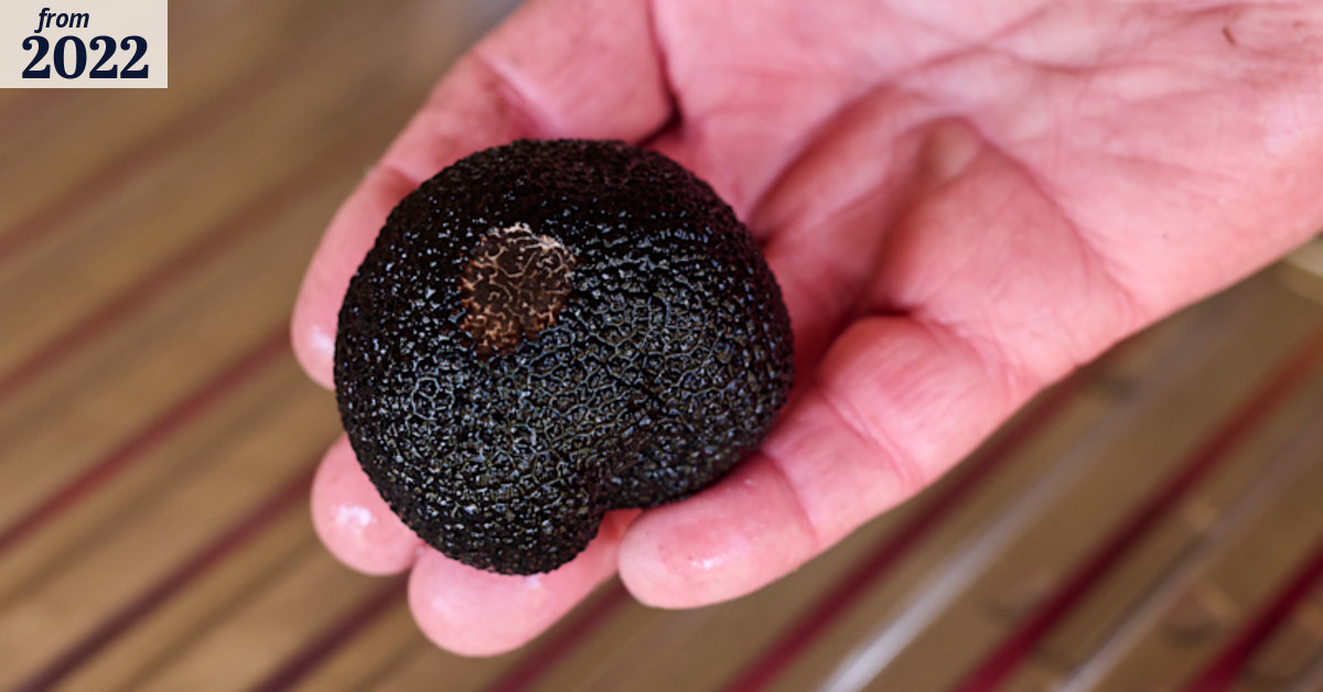 Truffle growers excited about bumper season
