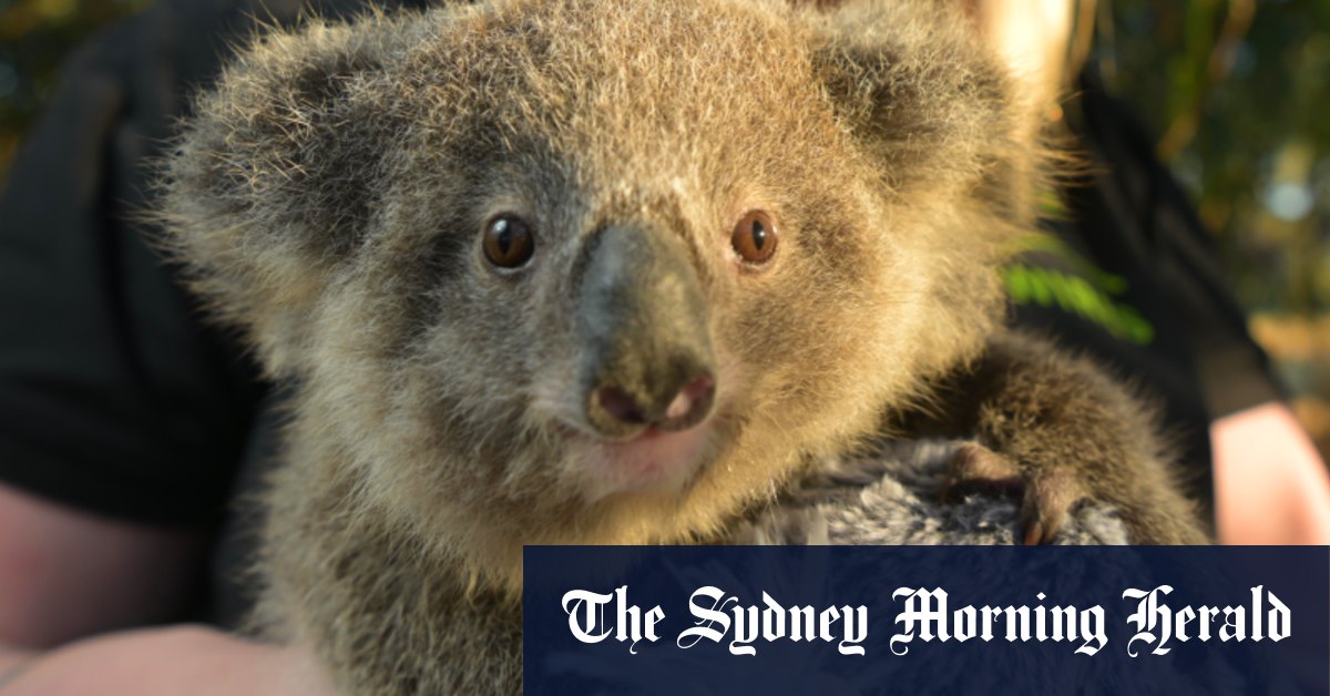 Threats mounting for the last of Sydney’s healthy koala population
