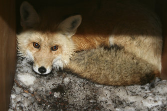 Avian flu has begun spreading among red foxes.