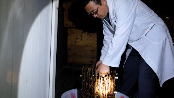 My day in a Chinese cockroach factory