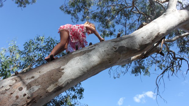 Anya Saeedi, 5, climbs a tree in Fadden. Anya's mother Carly Saeedi is the founder of start-up business From: Aunt Matilda.