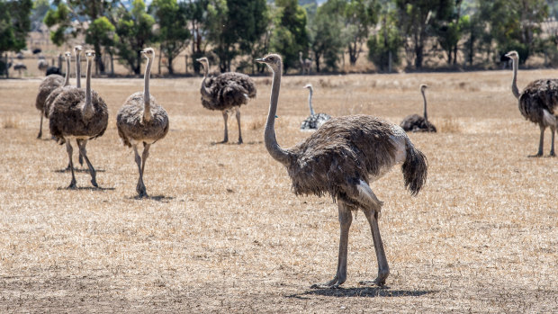 Ostriches have eyes bigger than their brains and need constant care. Hastings says without farming, the prehistoric bird would be extinct. 