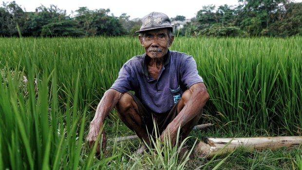 Wayan Roja shares the profit after each harvest of his 5000-square-metre field: one third for the landowner, two thirds for 74-year-old Wayan.