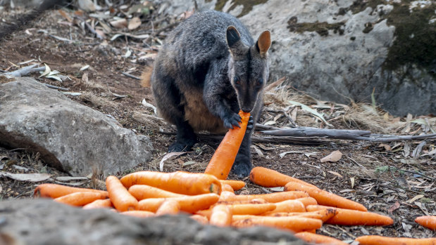 Thousands of kilograms of carrots and sweet potatoes have been delivered to animals  in fire-affected areas in NSW
