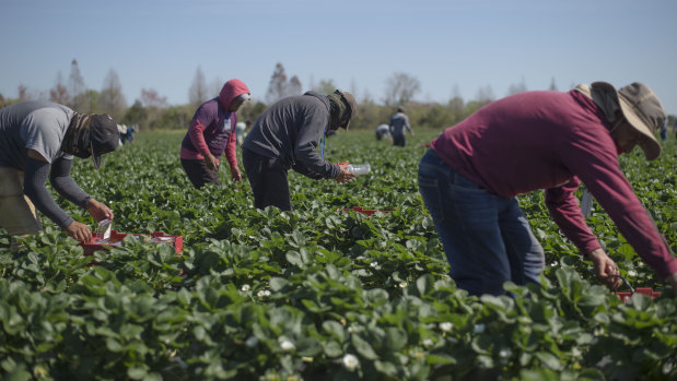 The fruit pickers currently working the strawberry fields of G&D Farms in Duette, Florida.