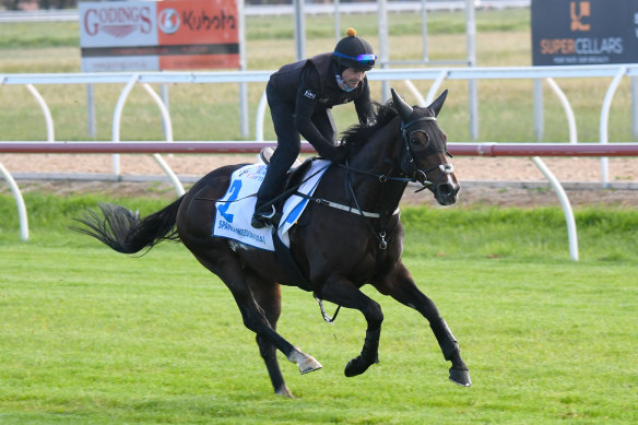 Spanish Mission during trackwork at Werribee Racecourse last week.