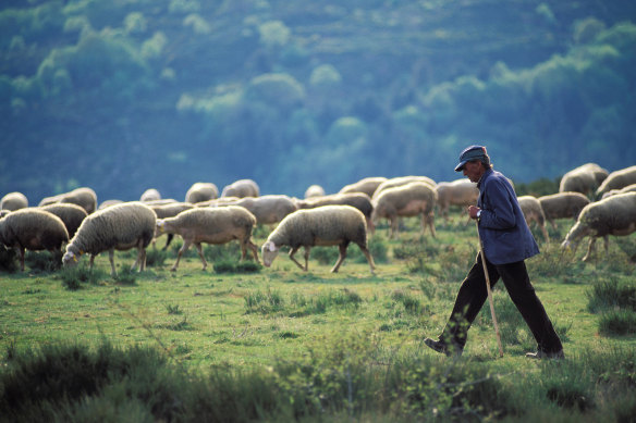 A shepherd with his sheep in Cevennes National Park, France.