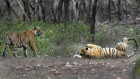 Tigers at play in the Ranthambore National Park in Sawai Madhopur.