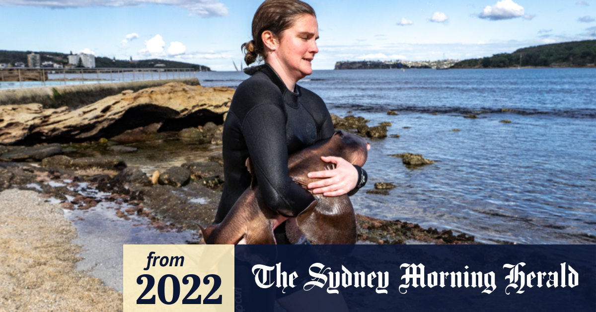 How Gerry the gentle shark was freed from Sydney ocean pool