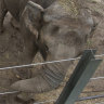 Bronx Zoo elephant Happy gets court win ahead of her biggest trial