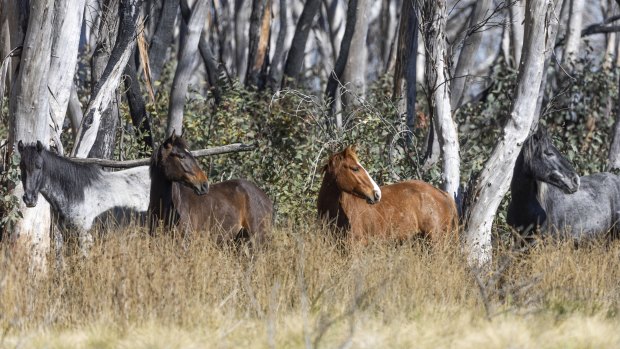 ABC reporting on brumbies lacked accuracy, impartiality: ombudsman