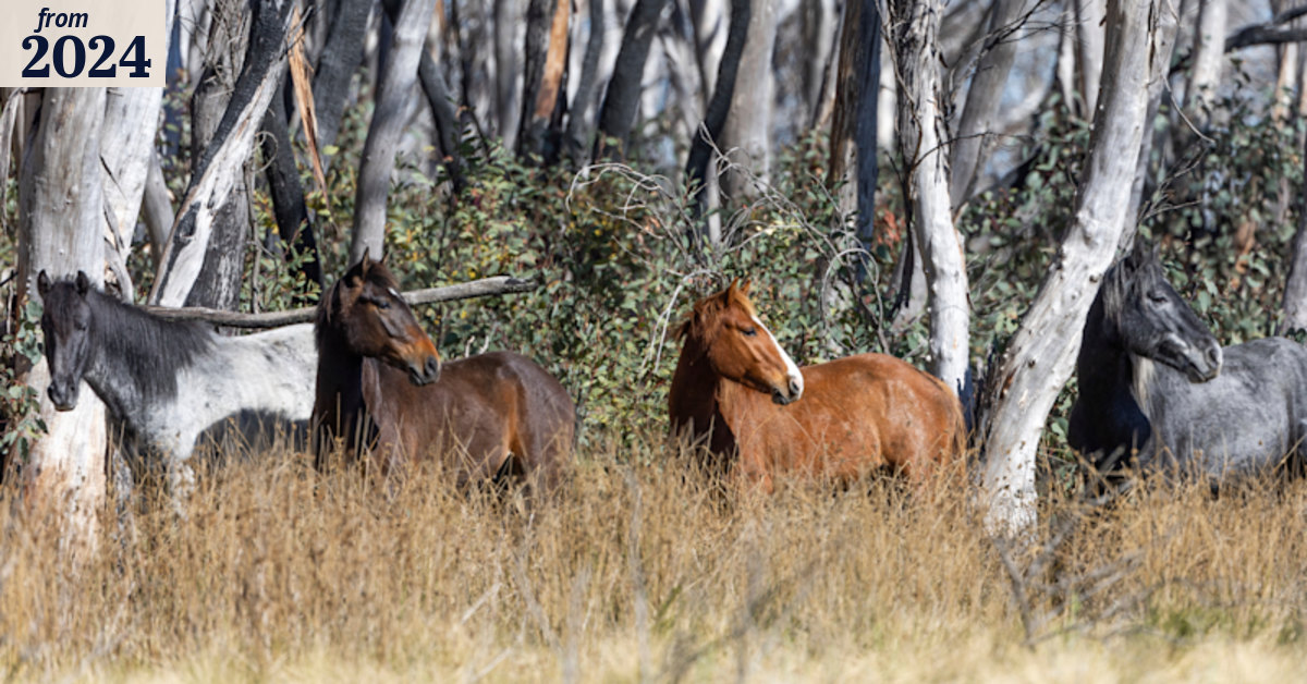 Brumby cull: ABC reporting on brumbies lacked accuracy, impartiality