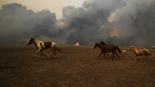 Fire approaches a horse paddock at Orangeville, north of Picton in NSW, earlier this month.