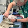 Seven days to test koalas for killer disease too much to bear