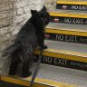 Pets on public transport? Sydney should follow London’s lead