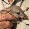 Bilby baby boom hailed as big success for Western Plains Zoo