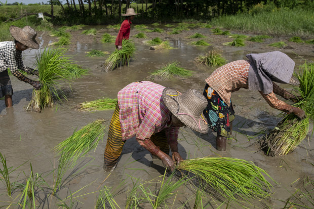 Women working in a paddy field in the Irrawaddy region of Myanmar in August.  