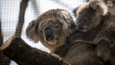 Trump asked about koalas - and koalas with chlamydia, says Hockey.
