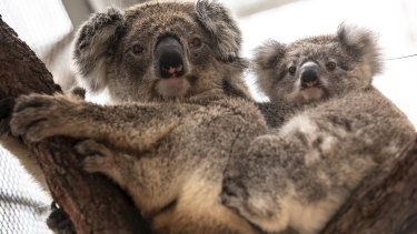 Survey Finds 71 Per Cent Of Koala Populations Died In Some Nsw Fires