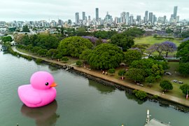 What’s that enormous pink duck doing on the Brisbane River?