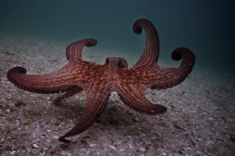 Scientists believe they have found a secret sense in octopus arms. 