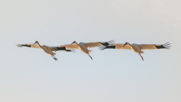 Siberian cranes flying in formation over Wuxing Farm in the eastern China’s Jiangxi Province. 