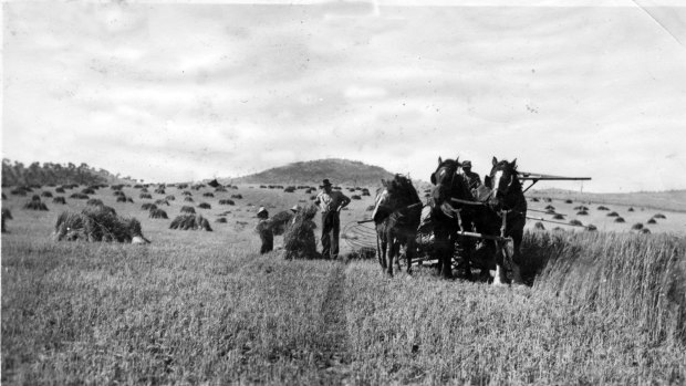 Darcy Thompson with his binder and draft horses on Block 4A, Pine Island, reaping hay in the 1920s. Charlie Curley is helping the two small boys, Ian Thompson and a friend, gather sheaves. Mt Taylor can be seen in the background.