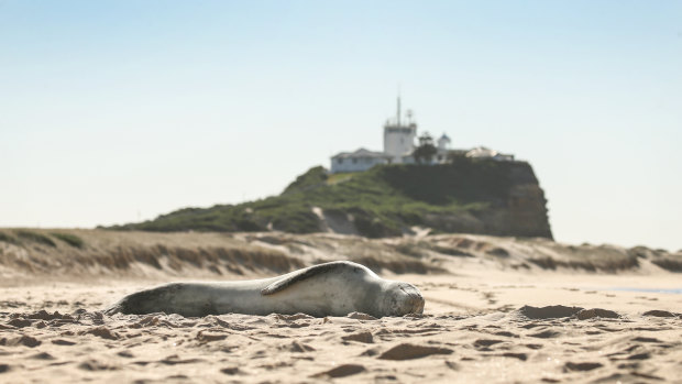 A seal suns itself on Nobbys Beach on Monday.