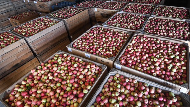 Fresh apples ready to be sold to supermarkets. 