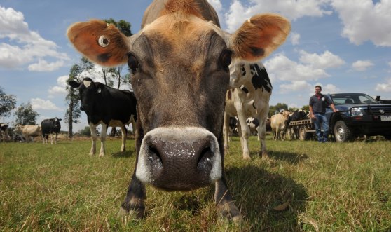 Dairy industry groups have joined forces to produce a national plan to address the challenges facing the industry.
