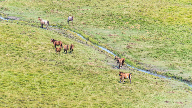 Feral horses on the Currango Plain in the Kosciuszko National Park, just a few kilometres from the ACT border.