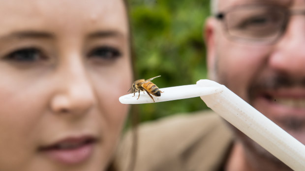 Dr Scarlett Howard and Professor Adrian Dyer with a bee.