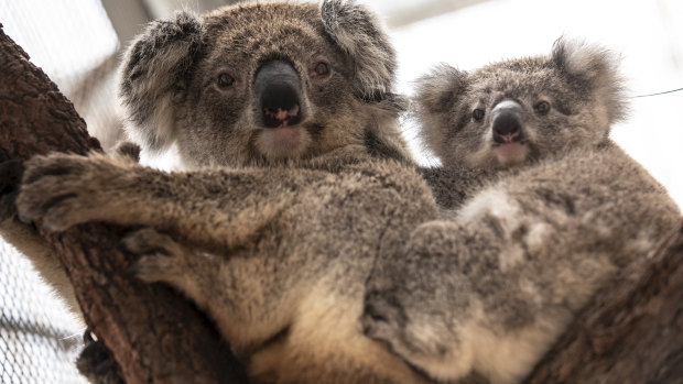 A koala and its joey that were rescued from the fire-ravaged Blue Mountains and brought to Taronga Zoo.