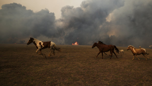Fire approaches a horse paddock at Orangeville, north of Picton in NSW, earlier this month.