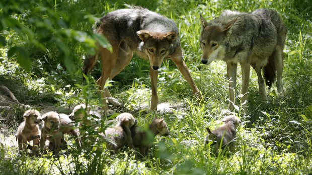 The reduction in numbers of American red wolves - pictured here at the Endangered Wolf Centre in Missouri - have allowed coyote numbers to flourish. 