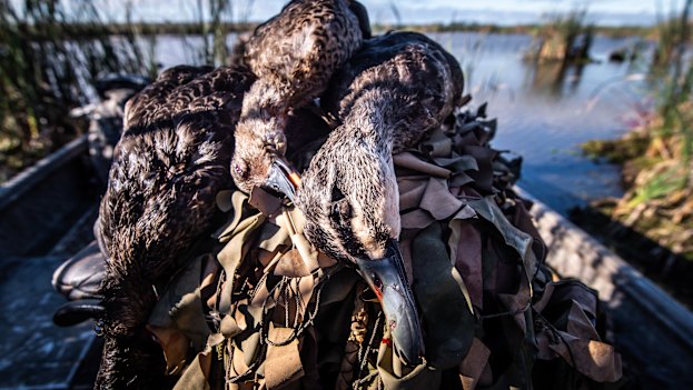 The hunters bagged three ducks for the day. The legal limit is four ducks per hunter a day.