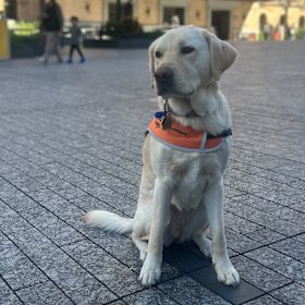 A guide dog in King George Square.