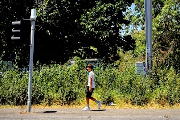 Overgrowth along Alexandra Parade pictured on Monday.