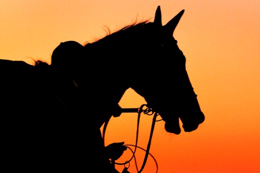 Nature Strip after an early-morning hitout this week at Rosehill.