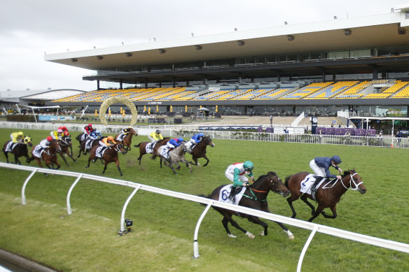 Alegron, in the blue, has been racing in Sydney behind the likes of Profondo and Head Of State.