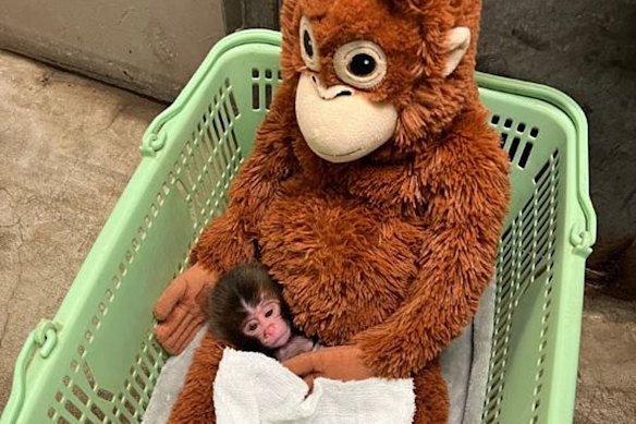 Six-day-old Punch with his stuffed orangutan in a basket at the zoo.