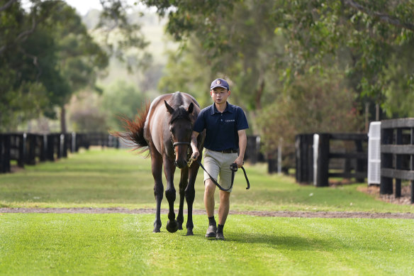 Coolmore Stud hand Hugo parades the Winx filly.