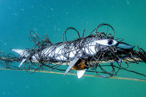 A scalloped hammerhead caught in a shark net on Palm Beach and photographed on March 28, 2019. 