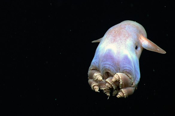 A dumbo octopus uses its fins to move through the depths of the Gulf of Mexico.