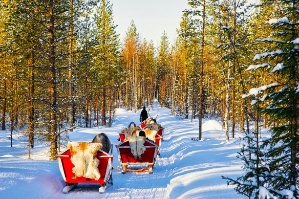 A real-life reindeer sleigh in Rovaniemi.