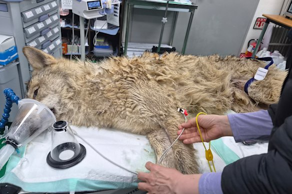 I veterinari esaminano le condizioni del lupo dopo che è stato ripreso.