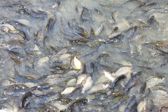 Water on Jeremy Morton’s farm in the Riverina has now been overrun with carp.